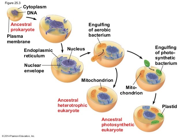 Biology In Focus Chapter 25