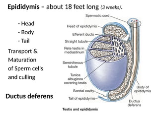 Male Reproductive Anatomy bsc nursing.pptx