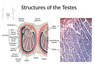 Testosterone Location Male Reproductive Anatomy bsc nursing.pptx