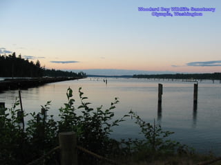 Copyright  D DAHLBERG Woodard Bay WIldlife Sanctuary Olympia, Washington 
