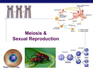 2006-2007 Meiosis & Sexual Reproduction 