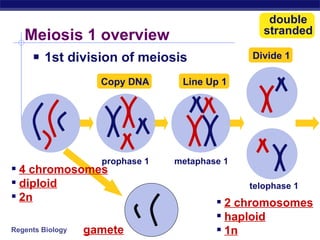 Meiosis 1 overview 1st division of meiosis 4 chromosomes diploid 2n 2 chromosomes haploid 1n double stranded Copy DNA Line Up 1 Divide 1 gamete prophase 1 metaphase 1 telophase 1 
