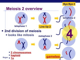 2nd division of meiosis looks like mitosis Meiosis 2 overview 2 chromosomes haploid 1n gametes Line Up 2 Bye Bye 2 telophase 1 metaphase 2 telophase 2 4 