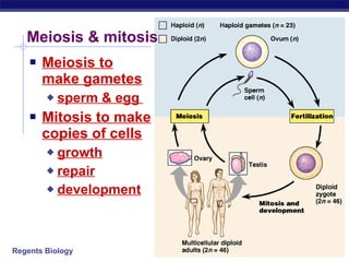 Meiosis & mitosis Meiosis to make gametes sperm & egg  Mitosis to make copies of cells growth repair development 