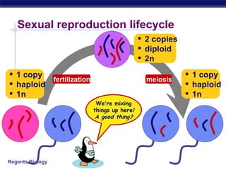 Sexual reproduction lifecycle 1 copy haploid 1n 2 copies diploid 2n 1 copy haploid 1n meiosis fertilization We ’ re mixing things up here ! A good thing? 