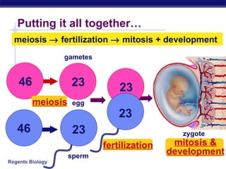 Putting it all together… meiosis    fertilization    mitosis + development mitosis zygote egg sperm meiosis fertilization mitosis & development gametes 23 23 46 46 46 23 23 46 46 46 46 46 46 46 46 