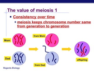 The value of meiosis 1 Consistency over time meiosis keeps chromosome number same from generation to generation from Mom from Dad offspring Dad Mom 