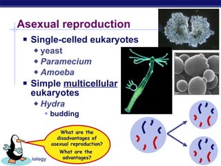 Asexual reproduction Single-celled eukaryotes yeast Paramecium Amoeba Simple  multicellular  eukaryotes Hydra budding What are the disadvantages of asexual reproduction? What are the  advantages? 