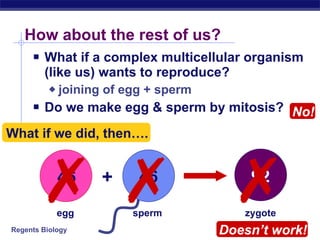 How about the rest of us? What if a complex multicellular organism (like us) wants to reproduce? joining of egg + sperm Do we make egg & sperm by mitosis? 46 46 + 92 egg sperm zygote What if we did, then…. Doesn’t work! No!    