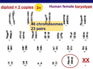 Human female  karyotype 46 chromosomes 23 pairs XX diploid = 2 copies 2n 