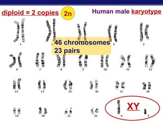 Human male  karyotype 46 chromosomes 23 pairs XY diploid = 2 copies 2n 