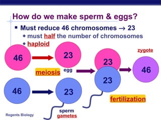 How do we make sperm & eggs? Must reduce 46 chromosomes    23 must  half  the number of chromosomes haploid gametes egg sperm meiosis fertilization zygote 23 23 46 46 46 23 23 