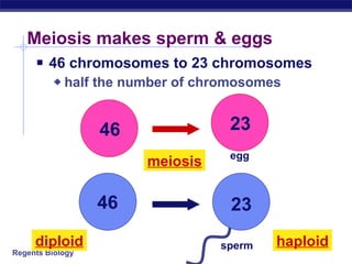 Meiosis makes sperm & eggs 46 chromosomes to 23 chromosomes half the number of chromosomes egg sperm meiosis haploid diploid 23 23 46 46 