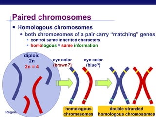 Paired chromosomes Homologous chromosomes both chromosomes of a pair carry “matching” genes  control same inherited characters homo logous  =  same   information diploid 2n 2n = 4 homologous chromosomes double stranded homologous chromosomes eye color (brown?) eye color (blue?) 