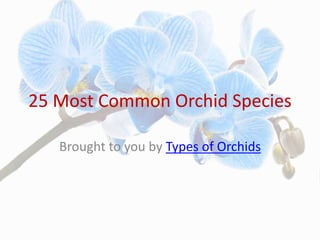 25 Most Common Orchid Species
Brought to you by Types of Orchids
 