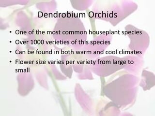 Dendrobium Orchids
• One of the most common houseplant species
• Over 1000 verieties of this species
• Can be found in both warm and cool climates
• Flower size varies per variety from large to
small
 