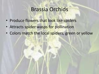 Brassia Orchids
• Produce flowers that look like spiders
• Attracts spider wasps for pollination
• Colors match the local spiders, green or yellow
 