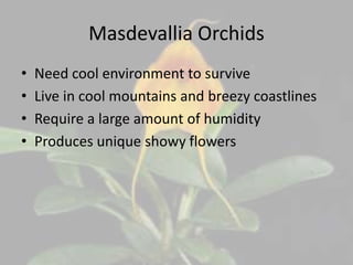 Masdevallia Orchids
• Need cool environment to survive
• Live in cool mountains and breezy coastlines
• Require a large amount of humidity
• Produces unique showy flowers
 