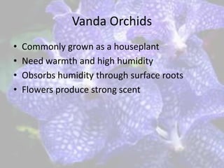 Vanda Orchids
• Commonly grown as a houseplant
• Need warmth and high humidity
• Obsorbs humidity through surface roots
• Flowers produce strong scent
 