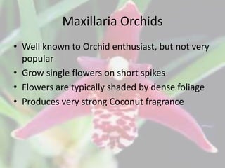 Maxillaria Orchids
• Well known to Orchid enthusiast, but not very
popular
• Grow single flowers on short spikes
• Flowers are typically shaded by dense foliage
• Produces very strong Coconut fragrance
 