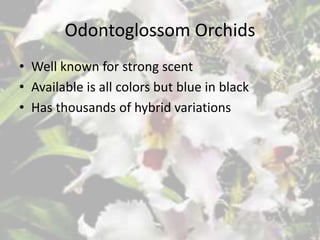 Odontoglossom Orchids
• Well known for strong scent
• Available is all colors but blue in black
• Has thousands of hybrid variations
 