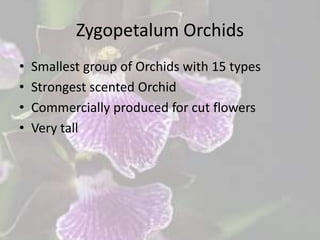 Zygopetalum Orchids
• Smallest group of Orchids with 15 types
• Strongest scented Orchid
• Commercially produced for cut flowers
• Very tall
 
