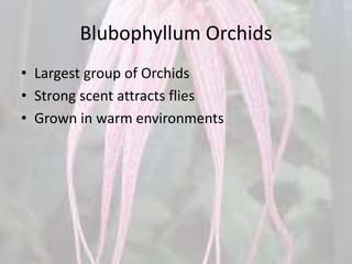 Blubophyllum Orchids
• Largest group of Orchids
• Strong scent attracts flies
• Grown in warm environments
 