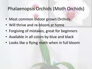 Phalaenopsis Orchids (Moth Orchids)
• Most common indoor grown Orchids
• Will thrive and re-bloom at home
• Forgiving of mistakes, great for beginners
• Available in all colors by blue and black
• Looks like a flying moth when in full bloom
 