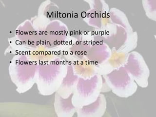 Miltonia Orchids
• Flowers are mostly pink or purple
• Can be plain, dotted, or striped
• Scent compared to a rose
• Flowers last months at a time
 