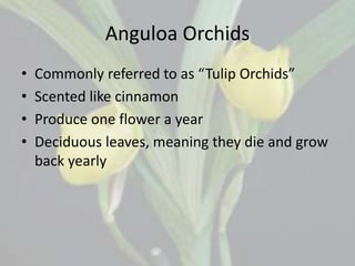 Anguloa Orchids
• Commonly referred to as “Tulip Orchids”
• Scented like cinnamon
• Produce one flower a year
• Deciduous leaves, meaning they die and grow
back yearly
 