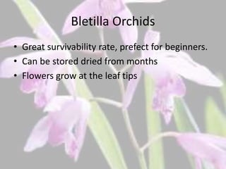 Bletilla Orchids
• Great survivability rate, prefect for beginners.
• Can be stored dried from months
• Flowers grow at the leaf tips
 