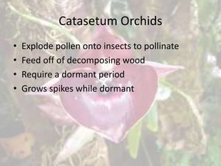 Catasetum Orchids
• Explode pollen onto insects to pollinate
• Feed off of decomposing wood
• Require a dormant period
• Grows spikes while dormant
 