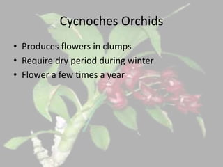 Cycnoches Orchids
• Produces flowers in clumps
• Require dry period during winter
• Flower a few times a year
 