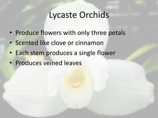 Lycaste Orchids
• Produce flowers with only three petals
• Scented like clove or cinnamon
• Each stem produces a single flower
• Produces veined leaves
 