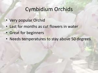 Cymbidium Orchids
• Very popular Orchid
• Last for months as cut flowers in water
• Great for beginners
• Needs temperatures to stay above 50 degrees
 