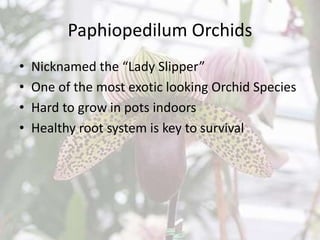 Paphiopedilum Orchids
• Nicknamed the “Lady Slipper”
• One of the most exotic looking Orchid Species
• Hard to grow in pots indoors
• Healthy root system is key to survival
 