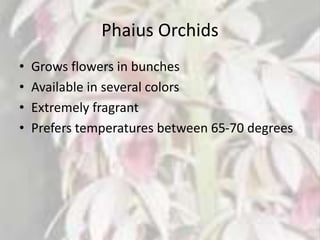 Phaius Orchids
• Grows flowers in bunches
• Available in several colors
• Extremely fragrant
• Prefers temperatures between 65-70 degrees
 