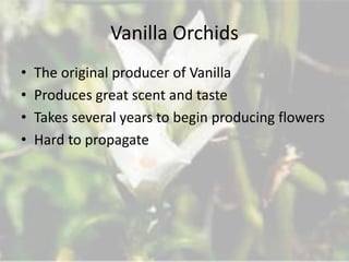 Vanilla Orchids
• The original producer of Vanilla
• Produces great scent and taste
• Takes several years to begin producing flowers
• Hard to propagate
 