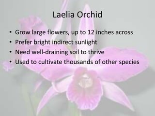 Laelia Orchid
• Grow large flowers, up to 12 inches across
• Prefer bright indirect sunlight
• Need well-draining soil to thrive
• Used to cultivate thousands of other species
 
