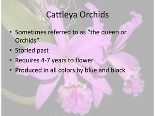 Cattleya Orchids
• Sometimes referred to as “the queen or
Orchids”
• Storied past
• Requires 4-7 years to flower
• Produced in all colors by blue and black
 