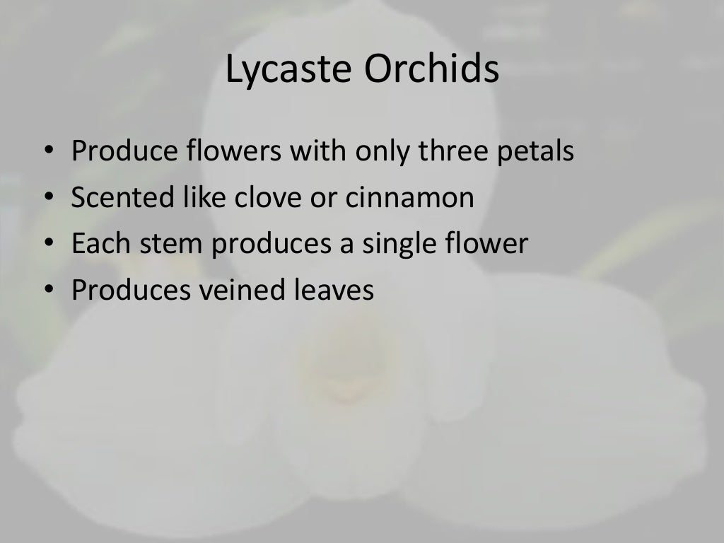 25 most common orchid species