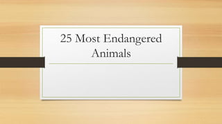25 Most Endangered 
Animals 
 