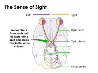 The Sense of Sight
Nerve fibers
from each half
of each retina
split and cross
over in the optic
chiasm.
 