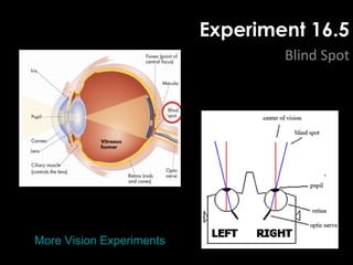 Experiment 16.5
Blind Spot
More Vision Experiments
Blind Spot Test
 