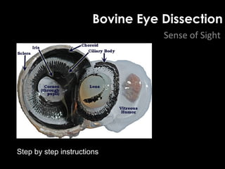 Bovine Eye Dissection
Sense of Sight
Step by step instructions
 