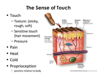 The Sense of Touch
• Touch
– Texture: (sticky,
rough, soft)
– Sensitive touch
(hair movement)
– Pressure
• Pain
• Heat
• Cold
• Proprioception
– position relative to body
 