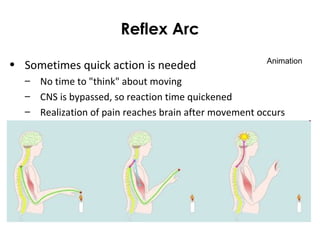 Reflex Arc
• Sometimes quick action is needed
– No time to "think" about moving
– CNS is bypassed, so reaction time quickened
– Realization of pain reaches brain after movement occurs
Animation
 