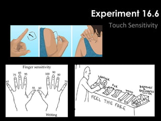 Experiment 16.6
Touch Sensitivity
 