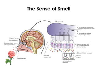 The Sense of Smell
 