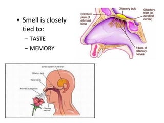 • Smell is closely
tied to:
– TASTE
– MEMORY
 